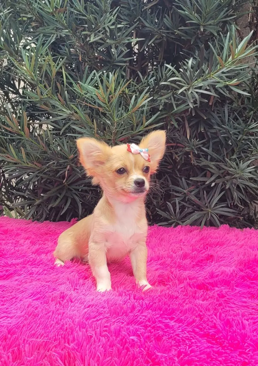 Chihuahua Fêmea - Linda e Carinhosa