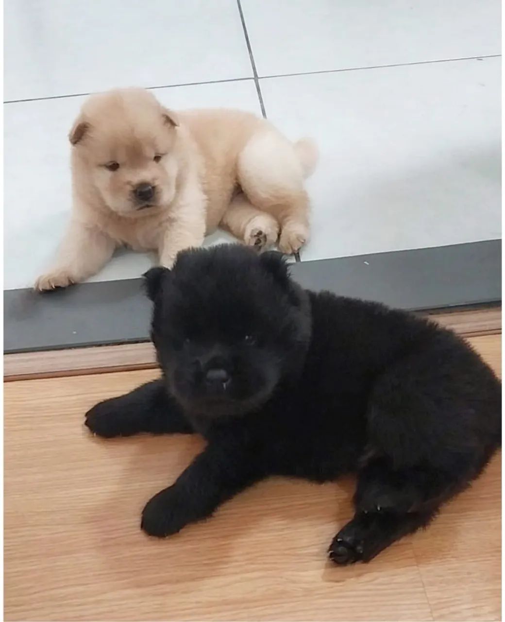 Filhotes de chow-chow 2 femias - Foto 2