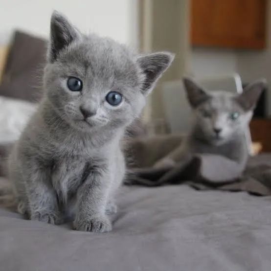 Russian Blue Femeas e Machos 