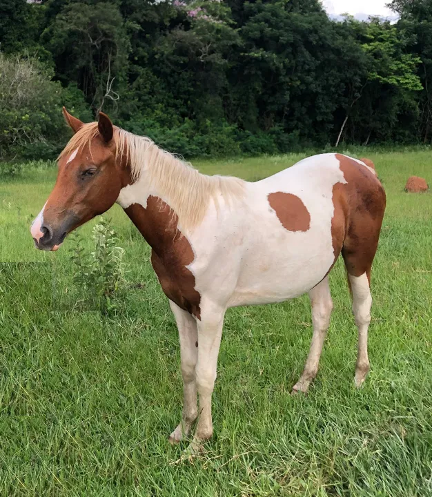 Potra Paint Horse, Maravilhosa!