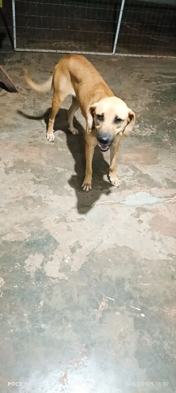Vira lata doação