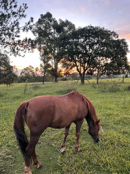 Cavalo ligeiro  - Foto 3