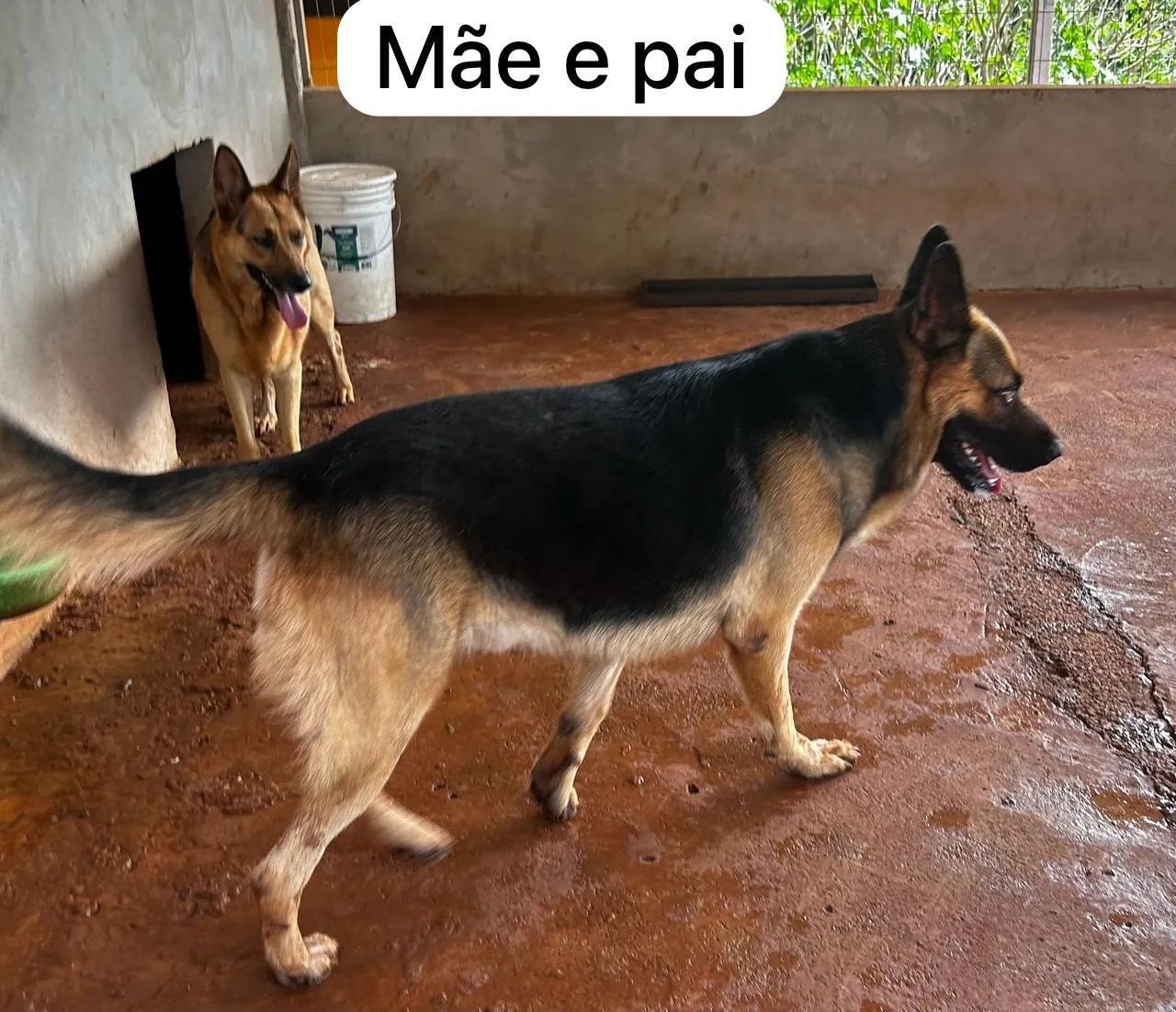 *Filhotes de Pastor Alemão à Venda!   - Foto 5