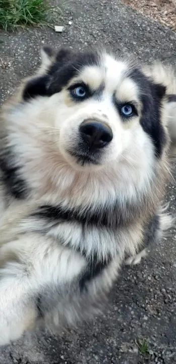 Doa-se Filhote de Husky  - Foto 6