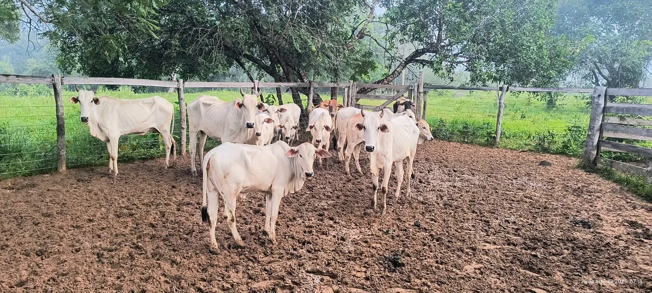 7 vacas 6 novilhas e 7 bezerras