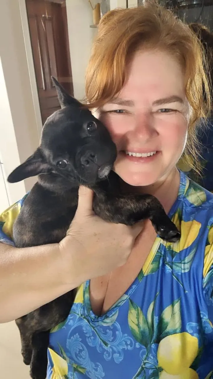 Filhote de Bulldog Francês