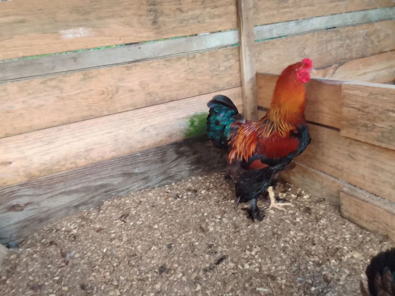  pintinho brahma - lote com 10 - Foto 2