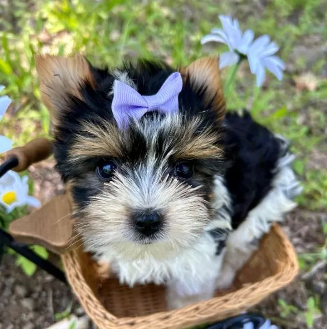 Biewer Terrier Fêmea com Microchip e Vacina Ética