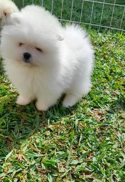 Spitz Alemão Todas as raças com ganratia total de saude e veterinario gratuito.