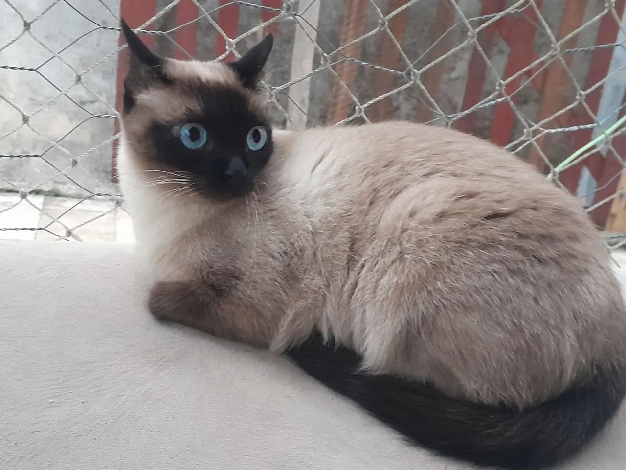 Doando uma gatinha siamesa pura de 1 ano e meio - Foto 4