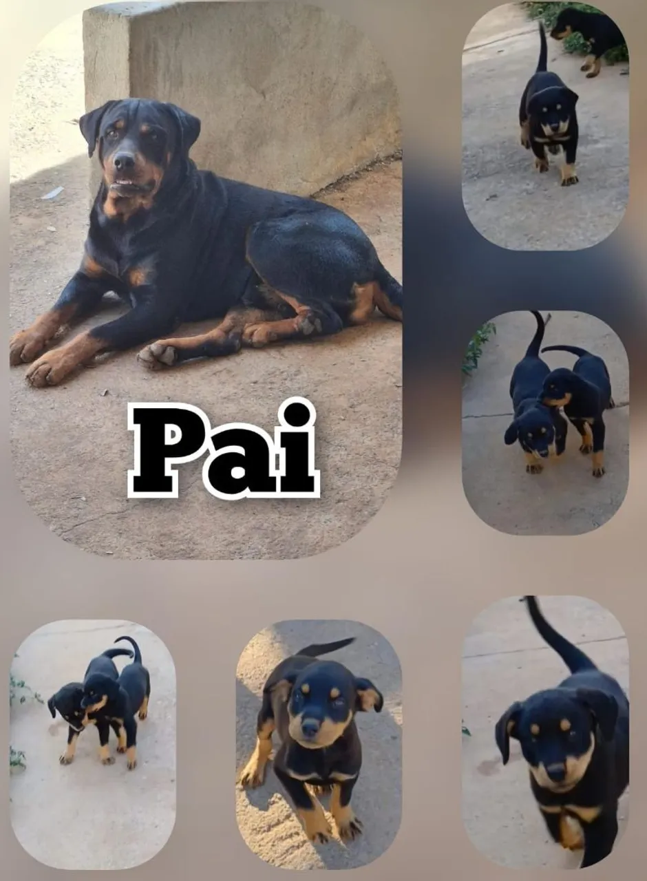 Filhotes de Rottweiler