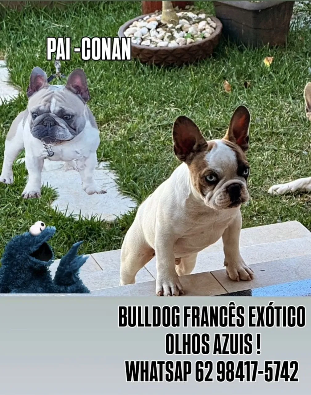 Bulldog Francês e Inglês