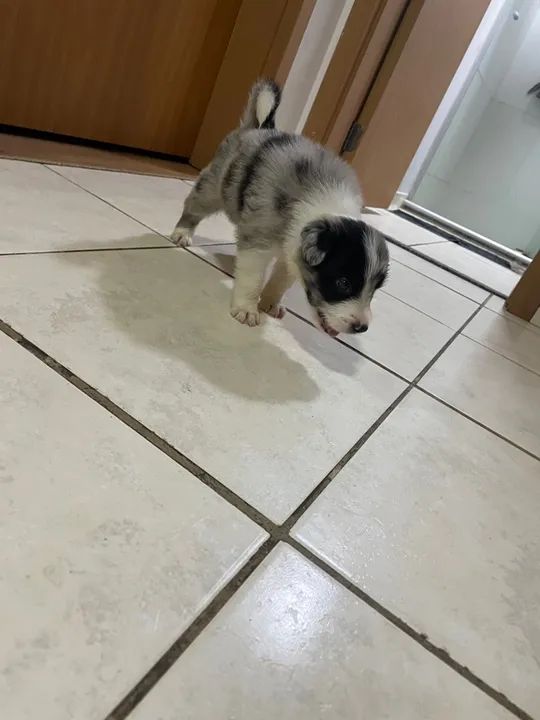 Filhotes Border Collie - Macho e Fêmea - Foto 3