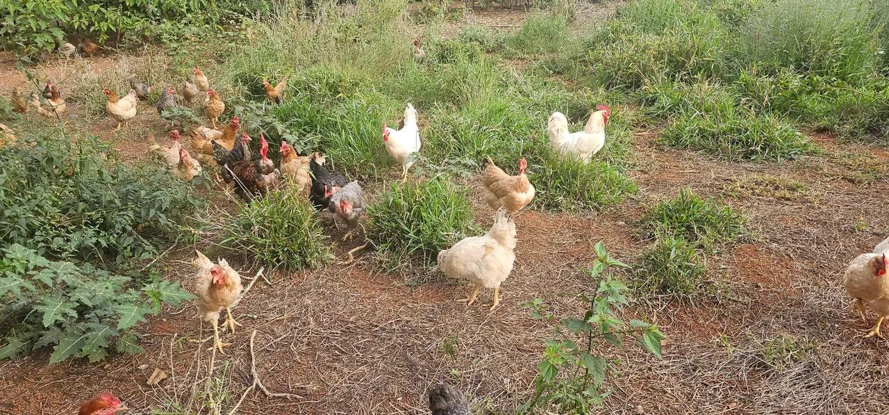 Galinhas e Galos para venda - Foto 2