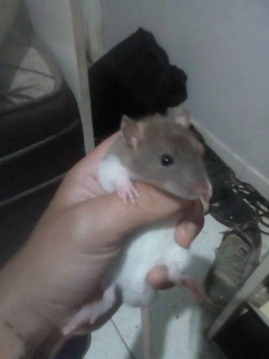 Casal Twister  - Foto 2