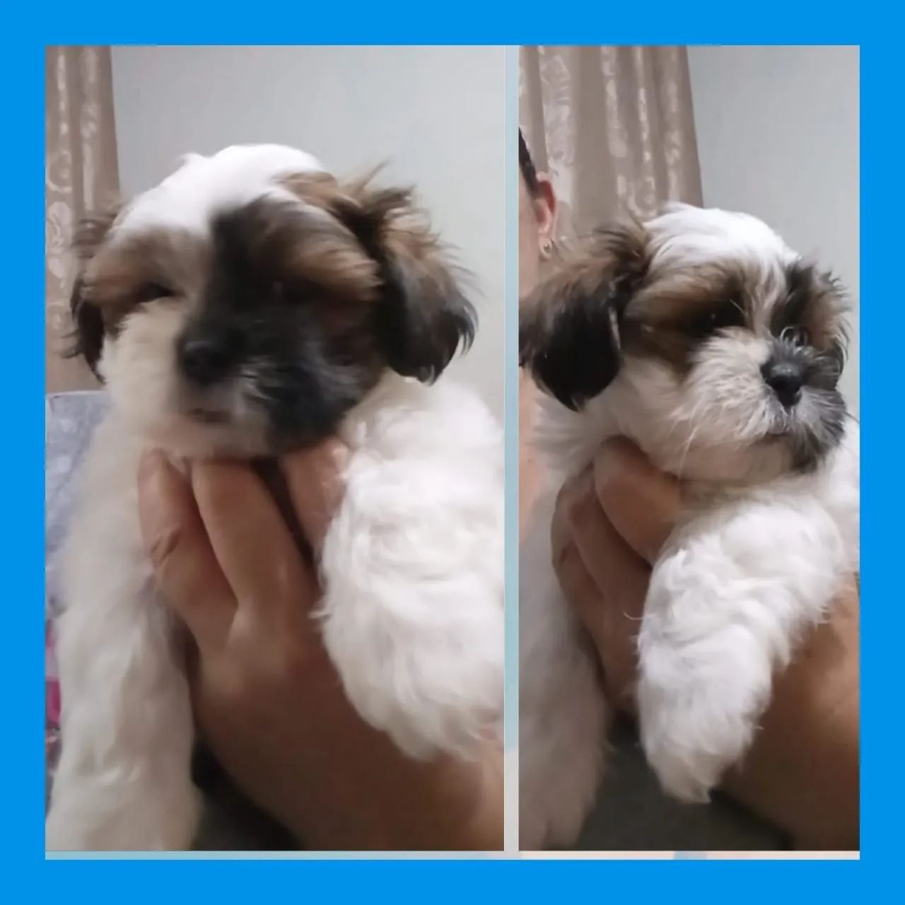 Filhotes Shih Tzu Lindos
