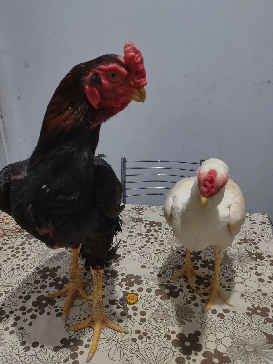 Índio bico curto crista ferrão  - Foto 4