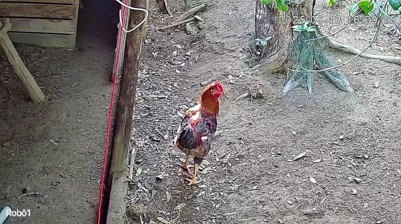 Ovos caipira melhorado. - Foto 2