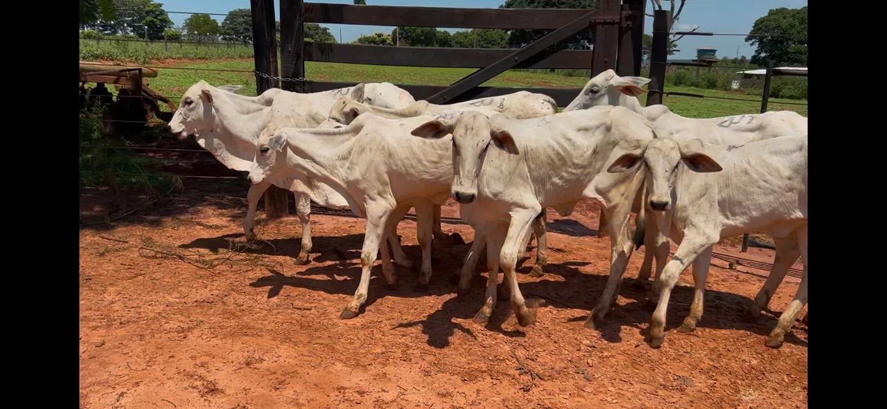 Bezerras nelore a venda  - Foto 4