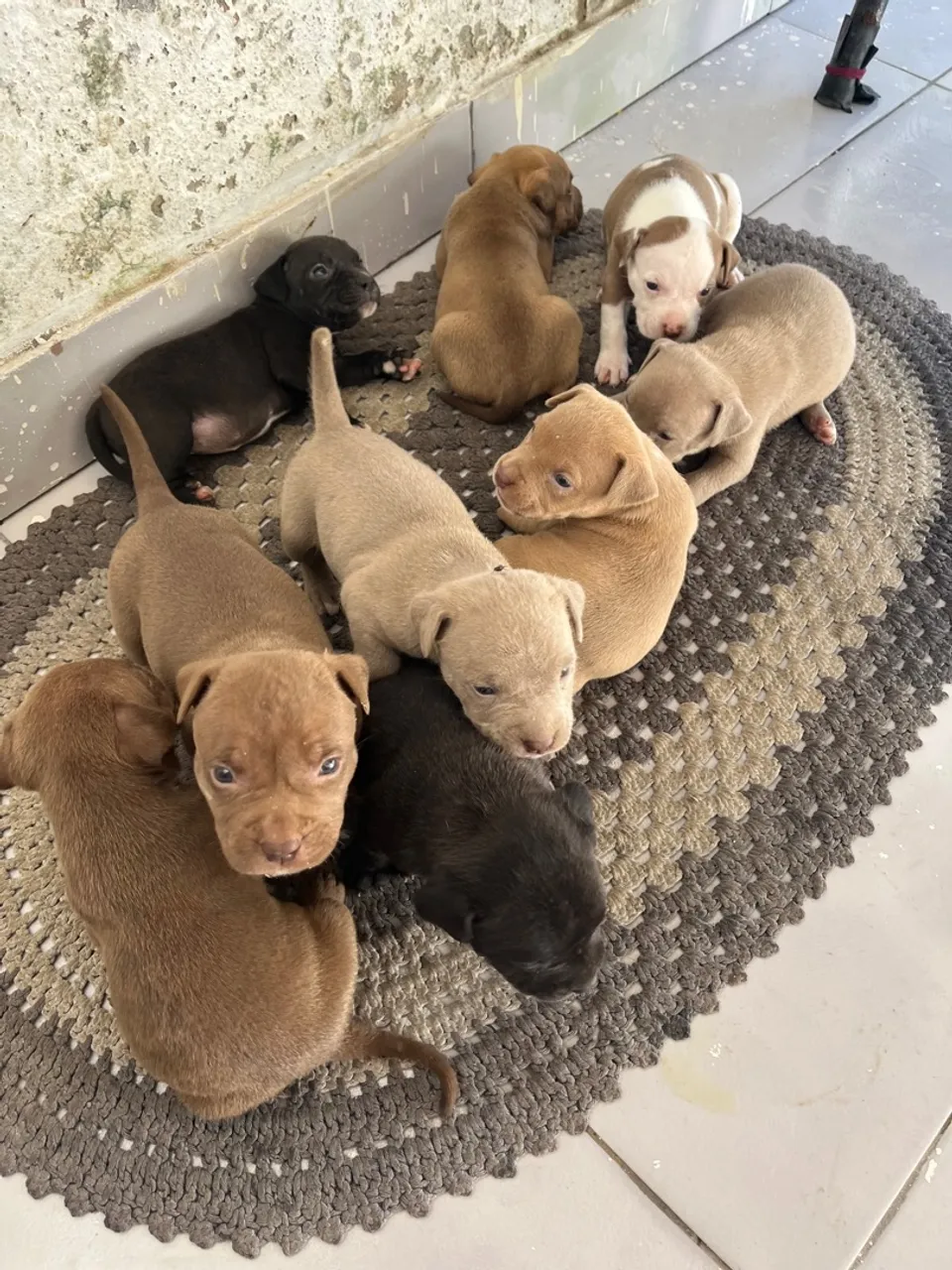Filhotes de Pitbull para venda