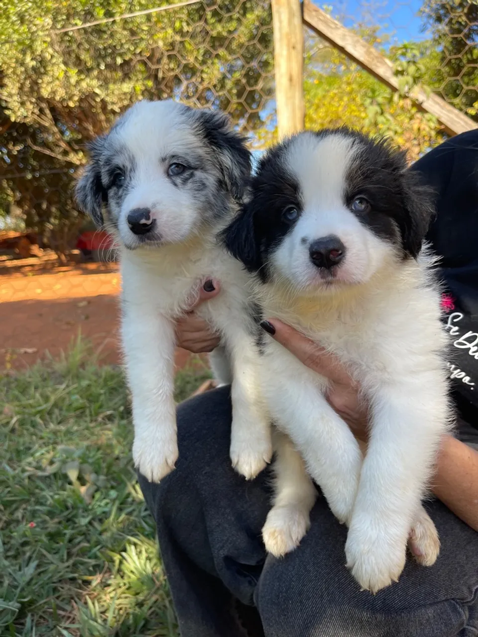Filhotes Border Collie - Peludos e Charmosos!