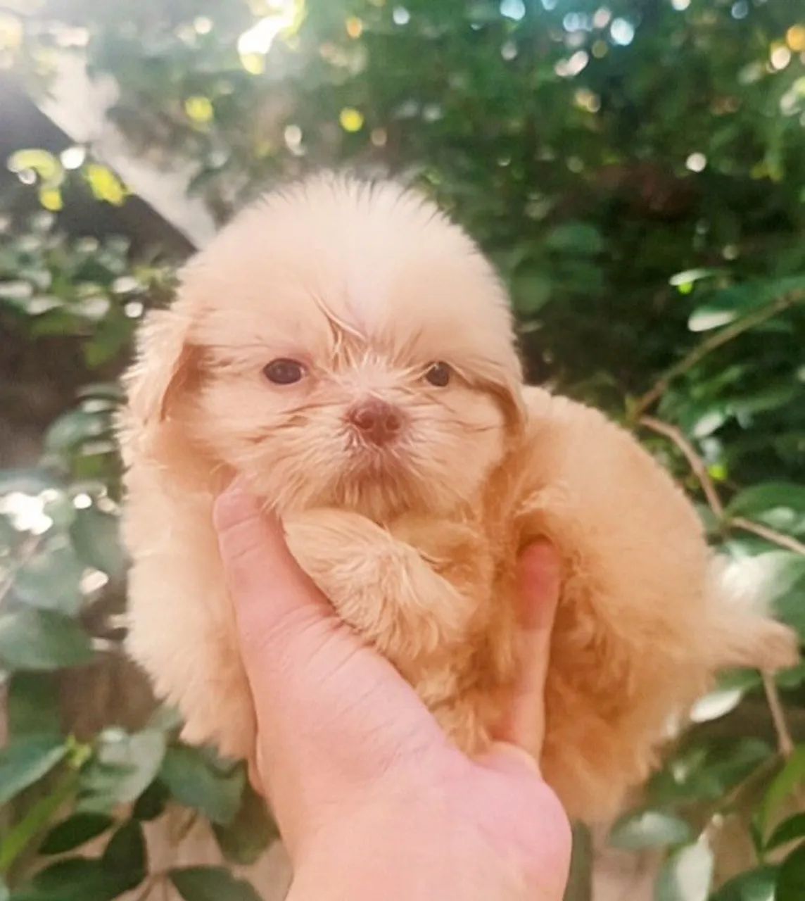 Shih Tzu micrissimo macho olhos azuis - Foto 3