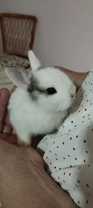 Mini coelho  - Foto 5