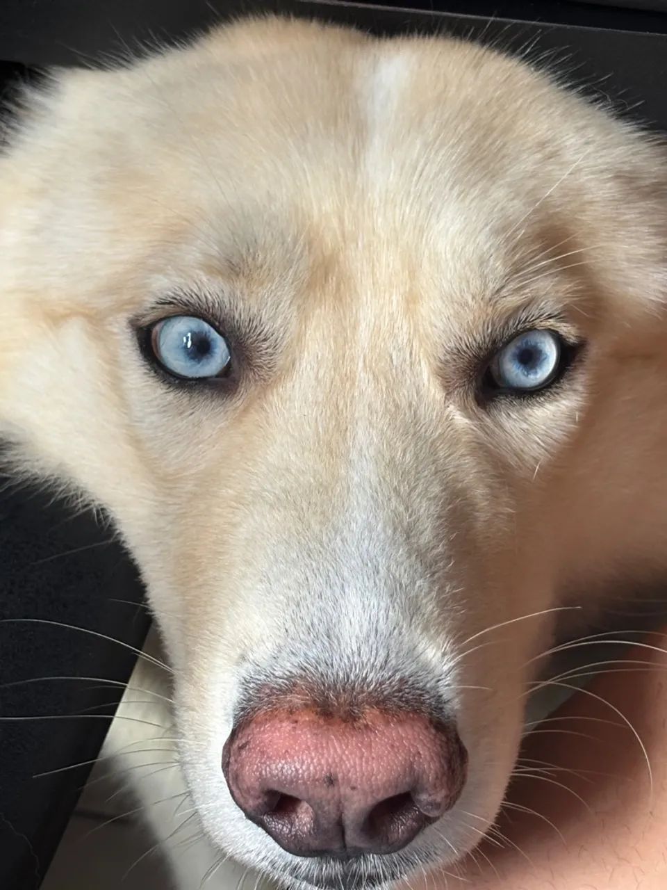 Husky Wolly para cobertura  - Foto 2