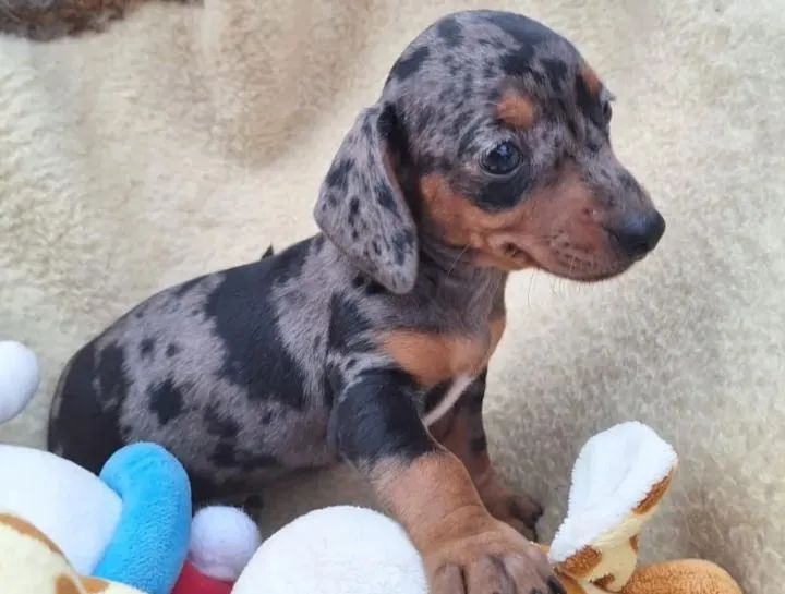 Basset Dachshund arlequim fêmeas 