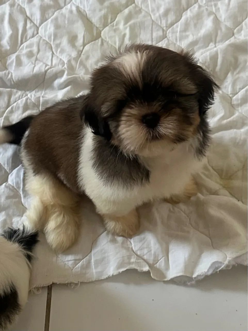 Filhotes de Shih Tzu disponíveis! 