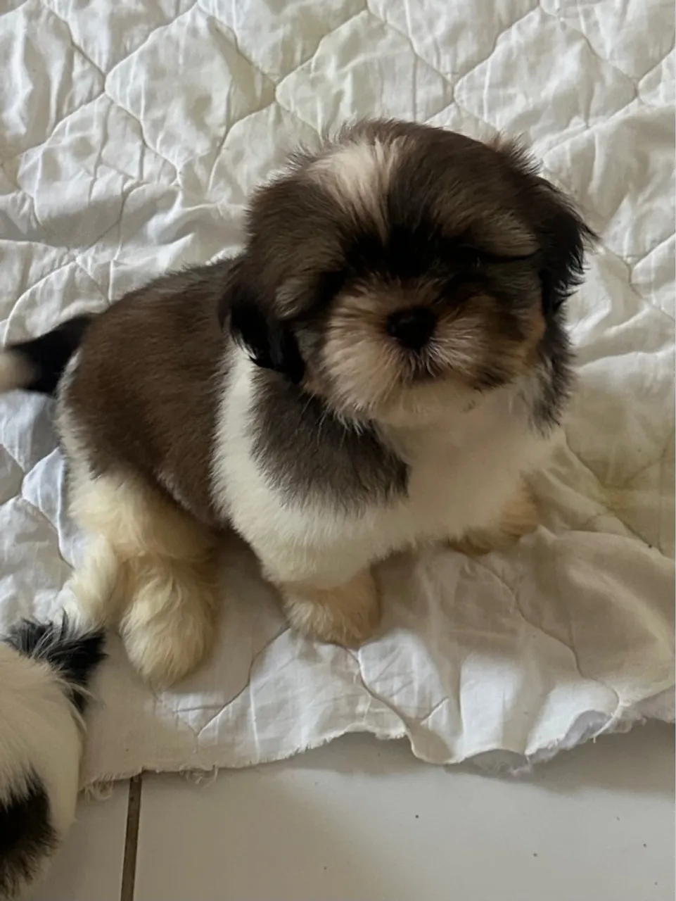 Filhotes de Shih Tzu disponíveis!