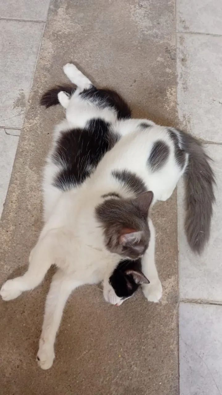 Duas gatinhas  - Foto 4