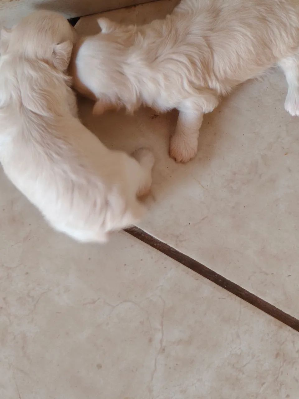 Animal  - Foto 2