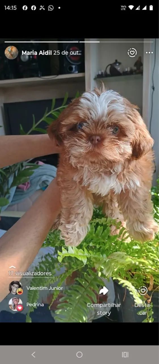 Shihtzu 
