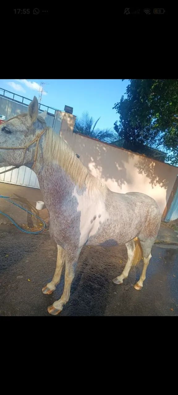 Pampa de tordilho  - Foto 2