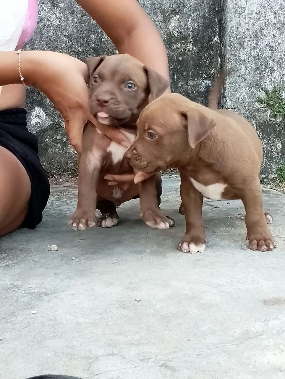 Pit Monster (brasilian Bull)