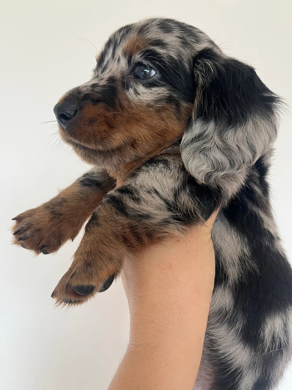 Dachshund pelo longo macho - Foto 3