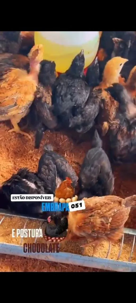 Pintinhos poedeira 