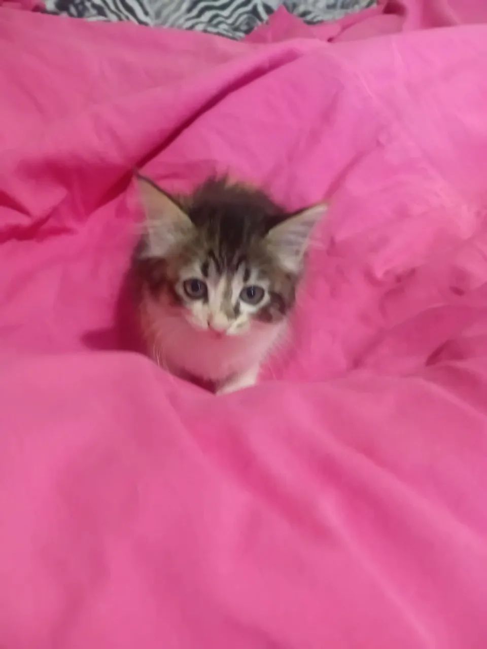 GATA ANGORA  LINDA PROMOÇÃO  - Foto 2