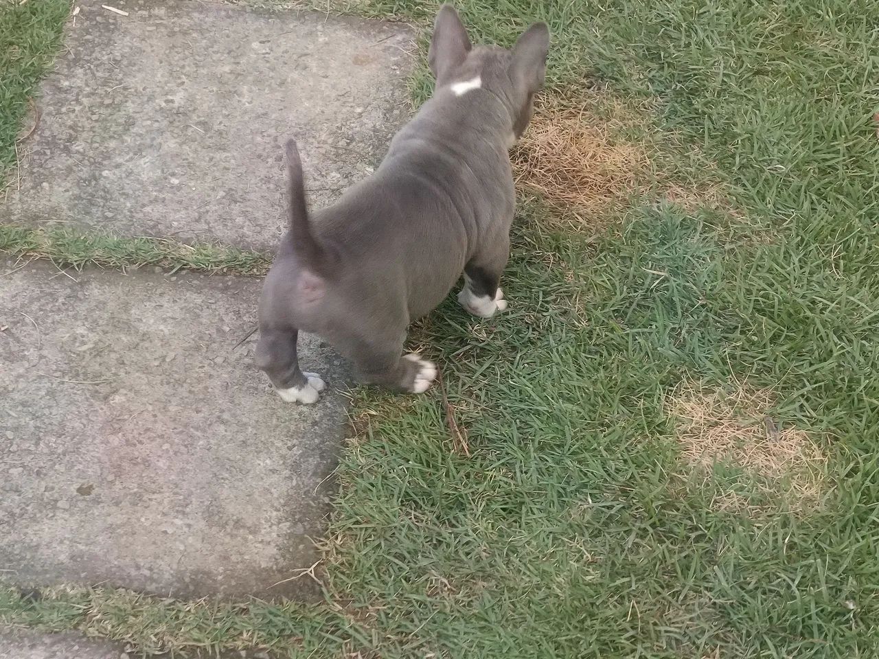 American bully pocket - Foto 2