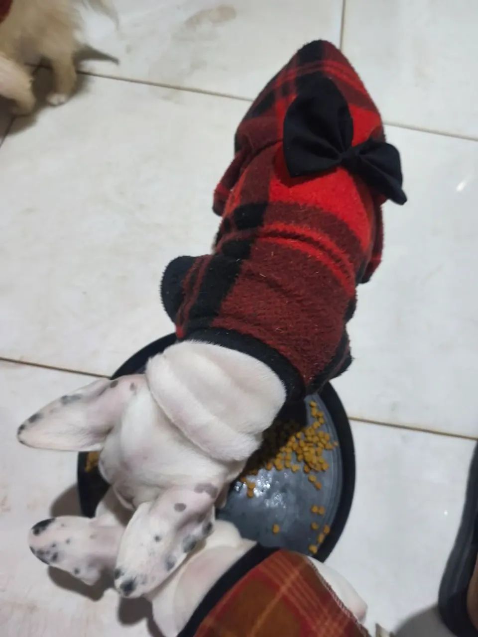 Bulldog Francês fêmea 3 meses vacina V8 importada e vermífugo em dias  - Foto 4