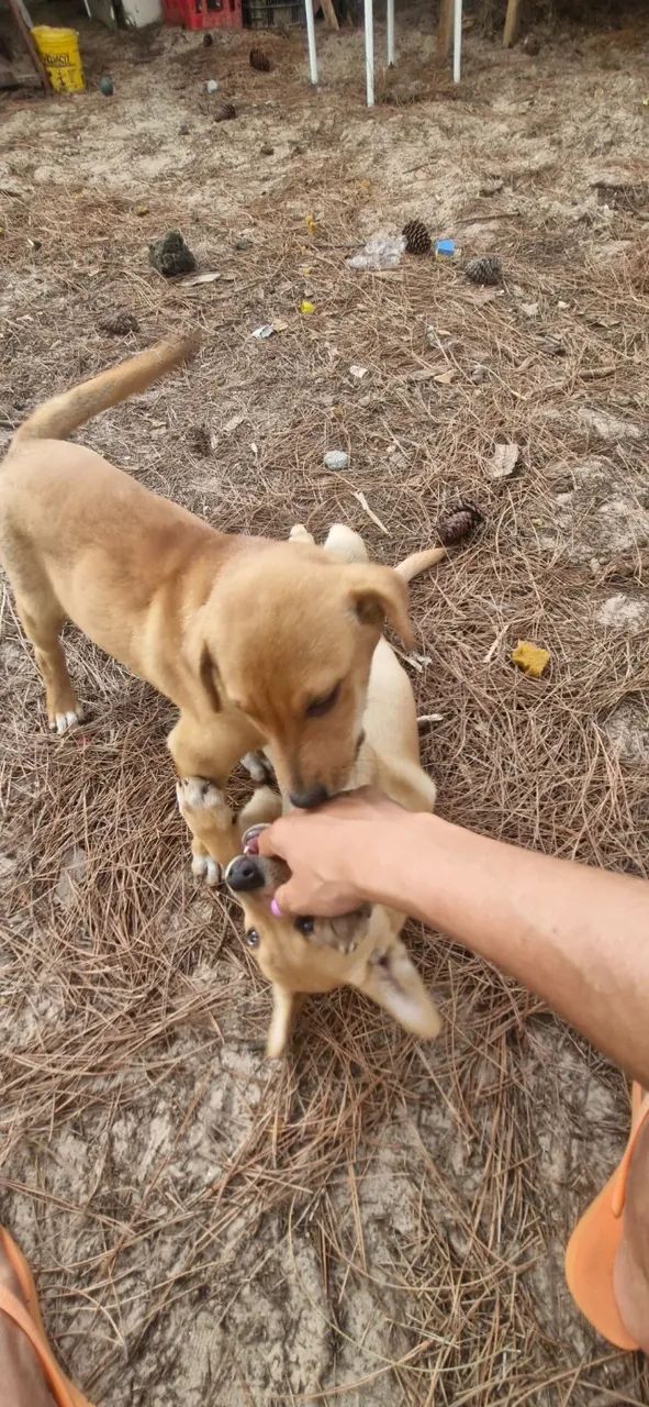 Doação se Cachorros - Foto 4