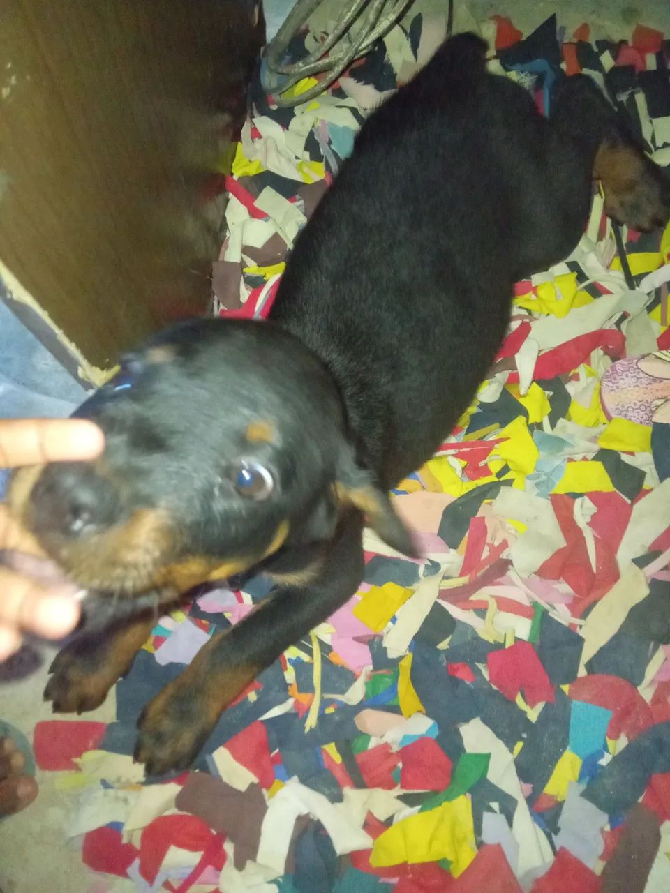 Vendo cachorro  da raça ( Rottweiler )    - Foto 2