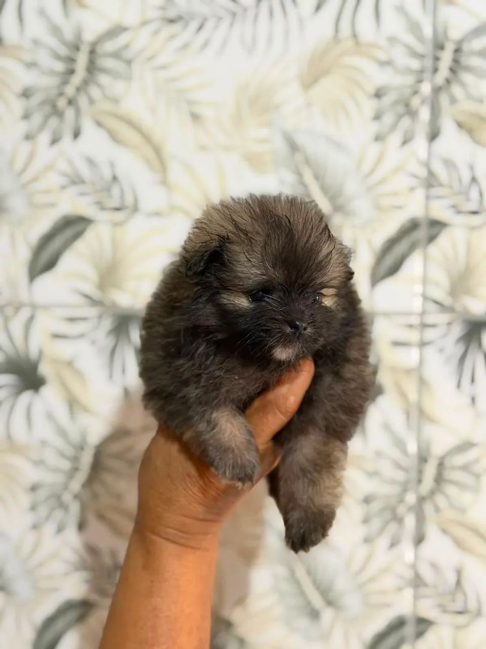 Cachorro  - Foto 2