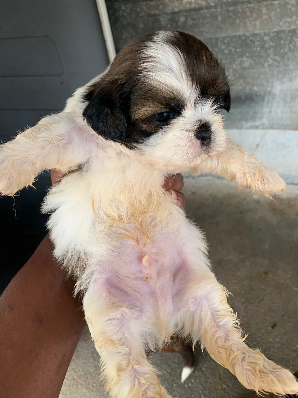 SHIH TZU LINHAGEM PEQUENA - Foto 5