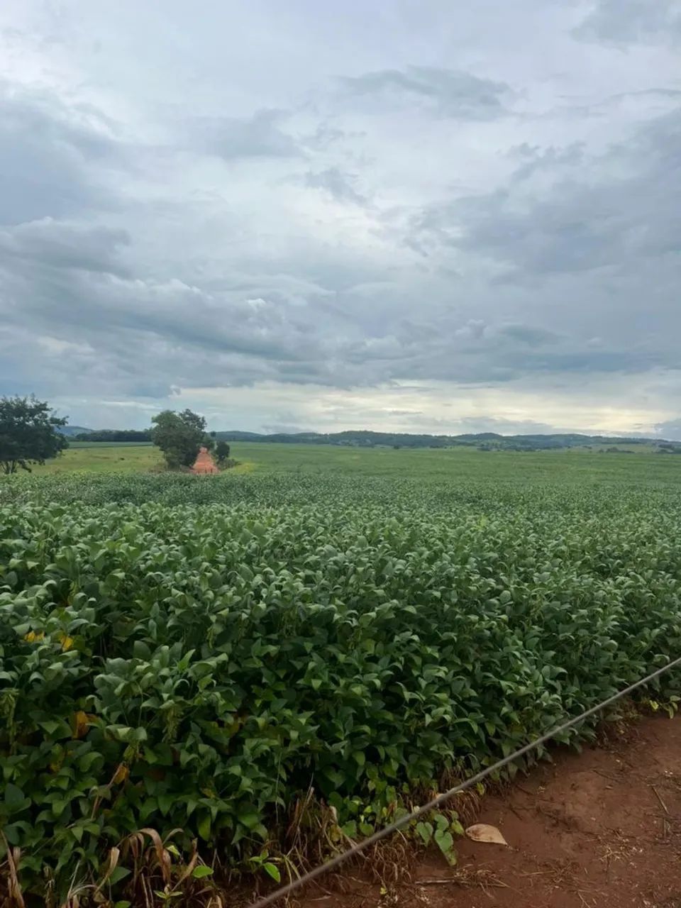 Fazenda 55 Alqueires - Lavoura! - Foto 2