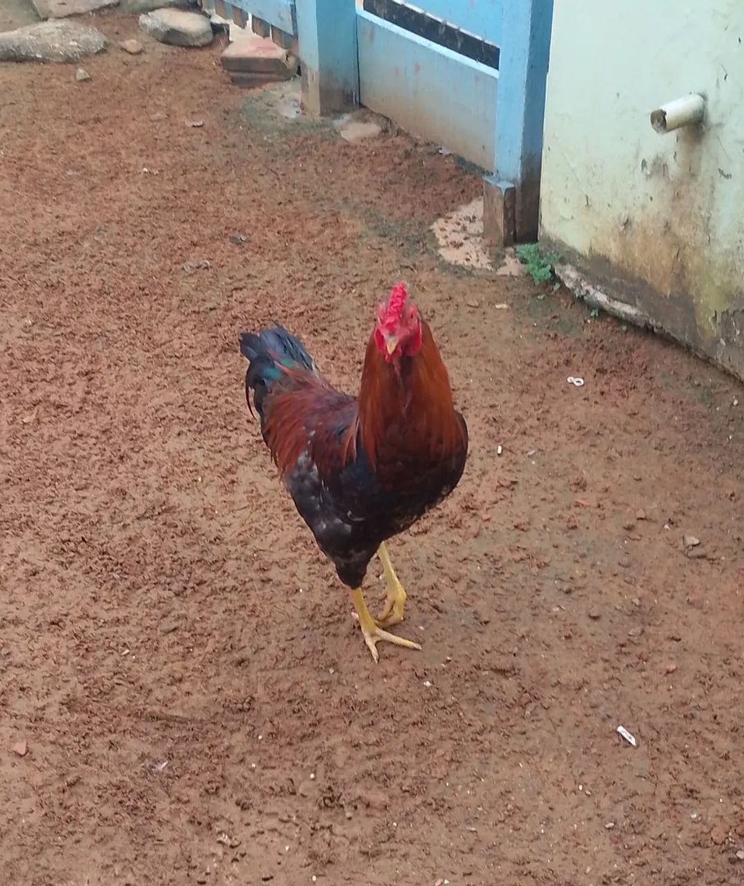 Frango Caipira  - Foto 3