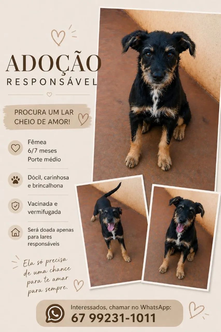 Doação de cachorro