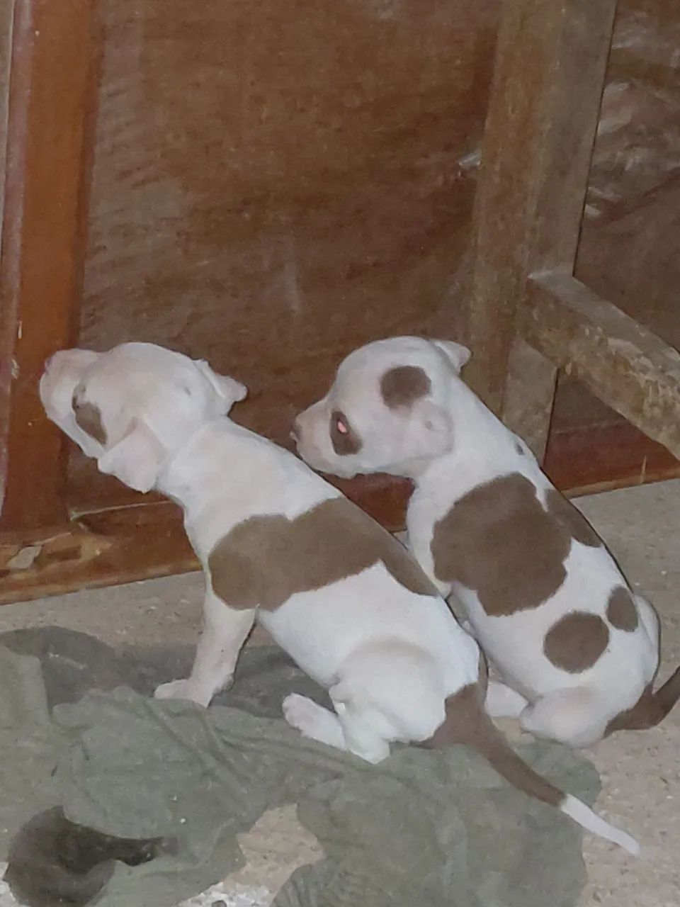 Filhote pit bull  - Foto 4