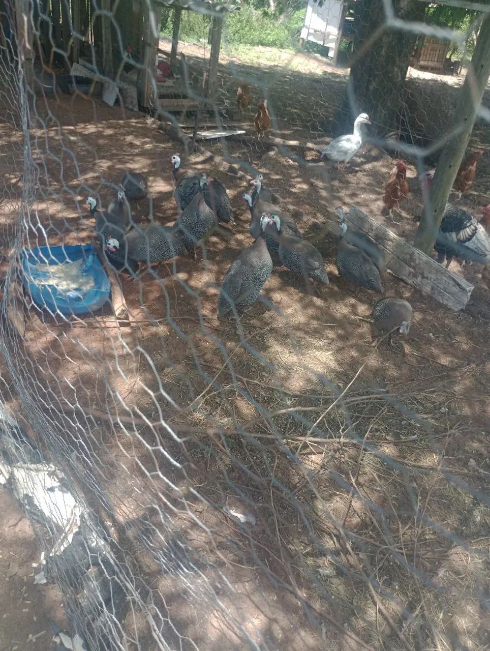 Venho galinhas de Angola 